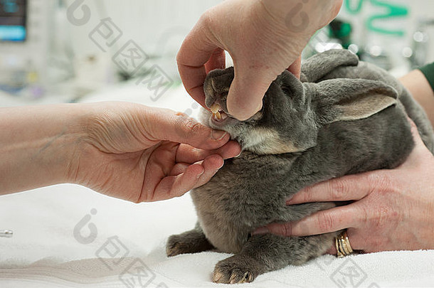 兔子兽医牙科健康检查