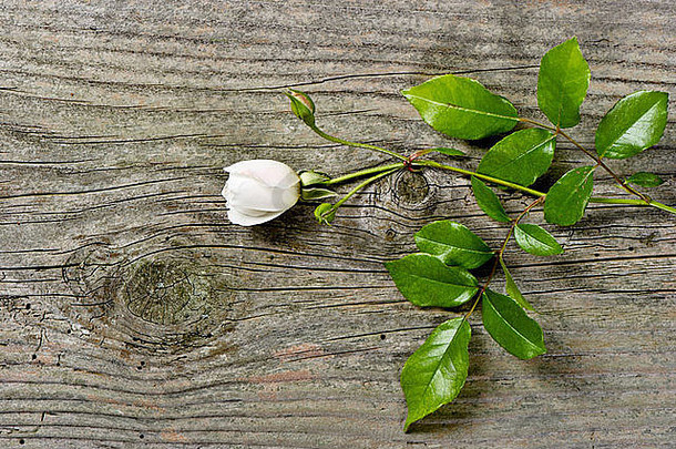 巴德软白色玫瑰绿色叶子难看的东西木背景