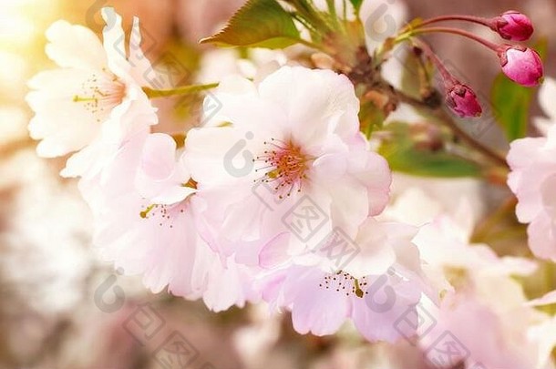 梦幻春天花朵特写镜头日本樱桃树花园温暖的阳光