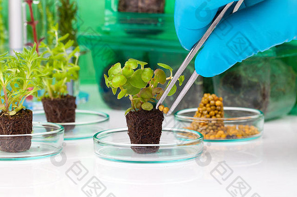 图像显示人的手蓝色的橡胶手套持有小多叶的植物镊子实验室