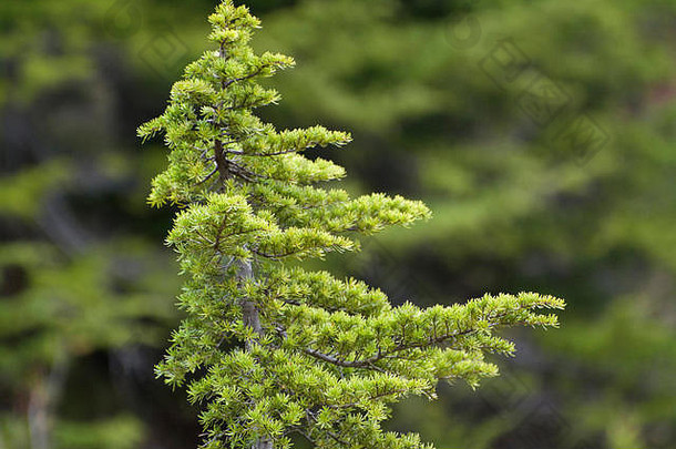 美丽的神奇的年轻的绿色松柏科的冷杉树舞蹈形状西海岸英国哥伦比亚风包围热带雨林