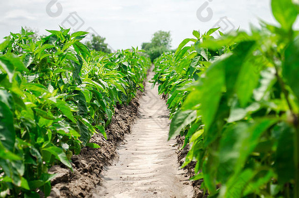 行年轻的胡椒农场阳光明媚的一天日益增长的有机蔬菜环保产品农业土地农业农业业务乌克兰