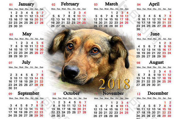 日历图像美丽的种类狗狗象征一年
