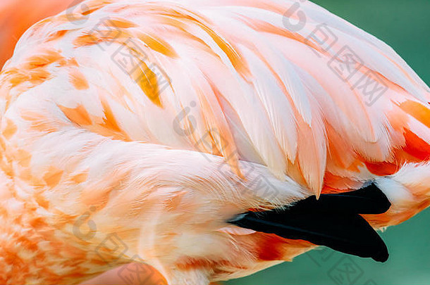 粉红色的火烈鸟羽毛特写镜头细节