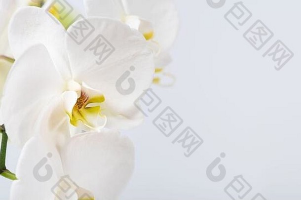 美丽的香白色兰科关闭兰花家庭开花植物宽自然背景复制空间