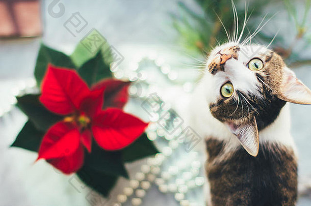 猫一品红舒适的圣诞节背景有趣的<strong>宠物图片</strong>