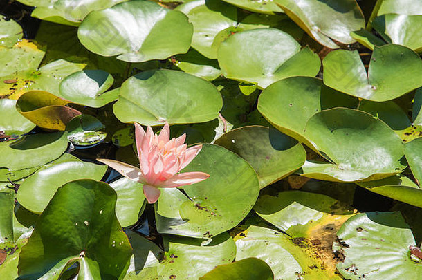 特写镜头开花莲花植物浮动户外池塘阳光明媚的一天达尔文澳大利亚