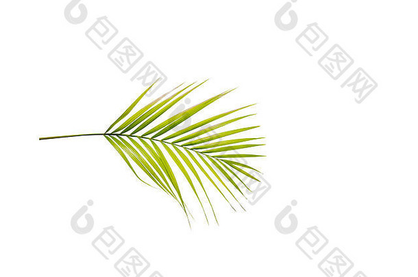 棕榈分支绿色叶子孤立的白色背景