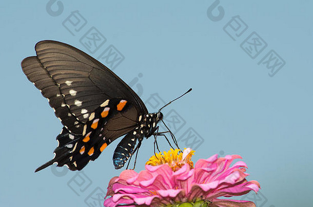 pipevine燕尾服蝴蝶喂养粉红色的Zinnia花清晰的蓝色的天空