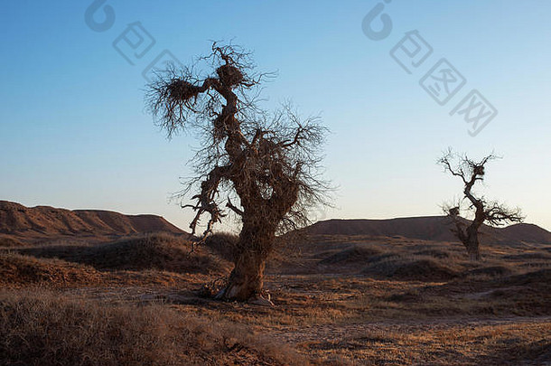 杨属diversifolia树<strong>沙漠</strong>西蒙古中国