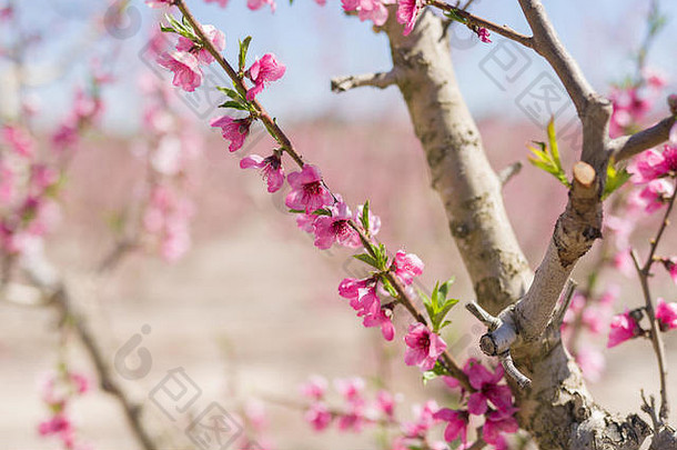 美丽的粉红色的桃子花花瓣树盛开的春天阳光明媚的一天