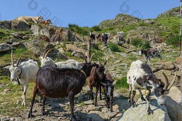 山羊返回农场牧场capriasca谷瑞士阿尔卑斯山脉