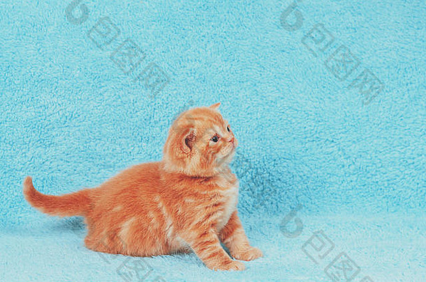 可爱的红色的小猫坐着蓝色的毯子