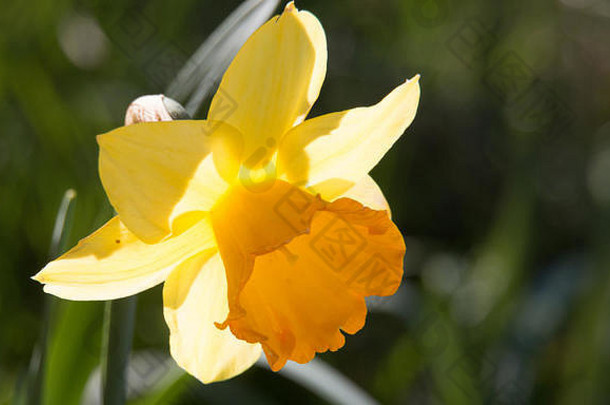 单黄色的水仙花花那喀索斯开花春天阳光