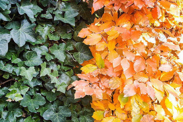绿色橙色秋天叶子背景阳光特写镜头秋天季节