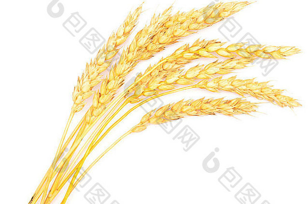 成熟的小麦孤立的白色背景