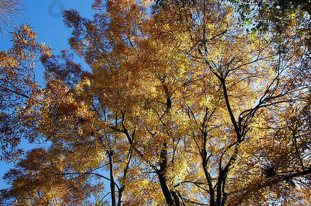 树橙色棕色（的）叶子秋天