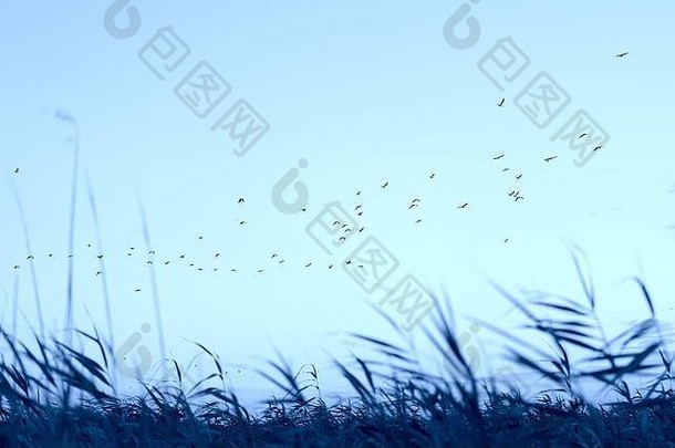 美丽的晚上景观日落群鸟飞行草地草健美的