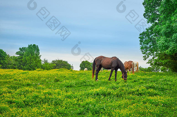 马放牧新鲜的春天草场