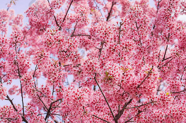 美丽的粉红色的樱花花盛开的背景