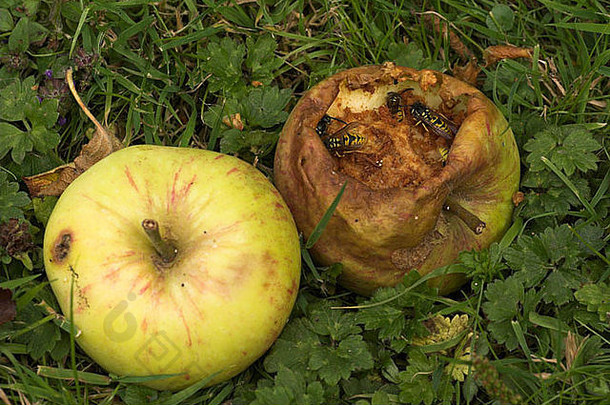 黄蜂觅食意外之财苹果