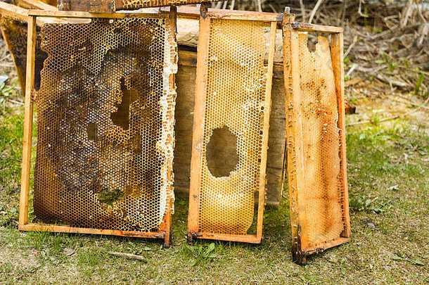 群蜜蜂蜂巢帧损坏的老鼠裁剪户外拍摄