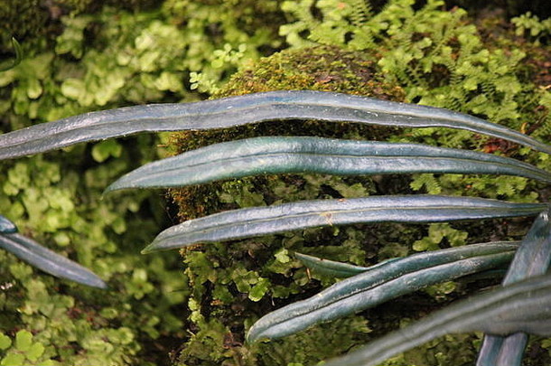 罕见的不寻常的蓝色的蕨类植物石油蕨类植物<strong>微粒体</strong>转向<strong>微粒体</strong>泰国蓝色的带蕨类植物钴蕨类植物圣甲虫蕨类植物国家行业集团公司