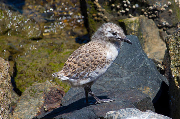 美丽的海鸥海鸟家庭鸥科sub-order快跑年轻的棕色（的）斑点新孵出小鸡站玄武岩岩石冷一天