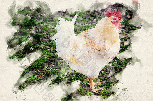 白色鸡在户外绿色草水彩画