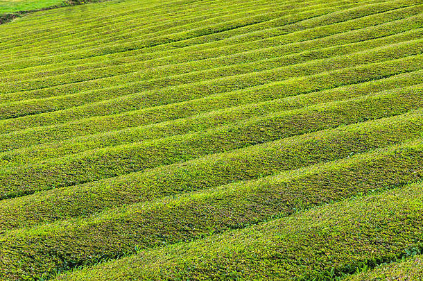 茶种植园为什么米格尔岛亚速尔葡萄牙亚速尔首页种植园欧洲