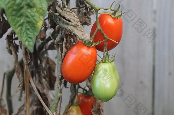 番茄准备好了收获花园