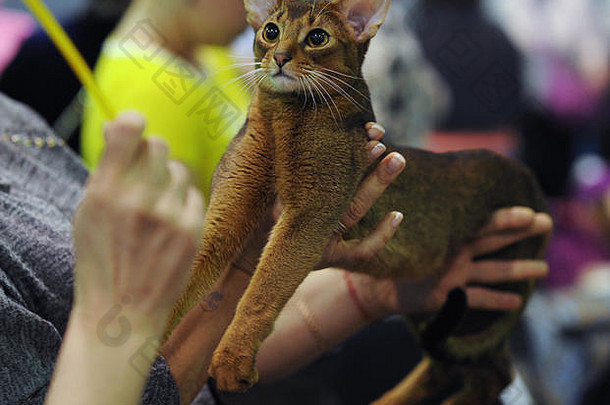 阿比西尼亚猫猫显示莫斯科