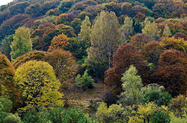 色彩斑斓的秋天景观vitosha山保加利亚