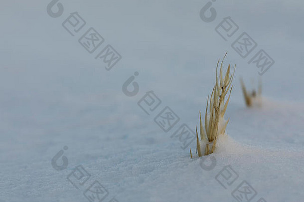 特写镜头海莱姆草leymus阿雷纳留斯雪冬天阿维亚斯努勒维特加拿大