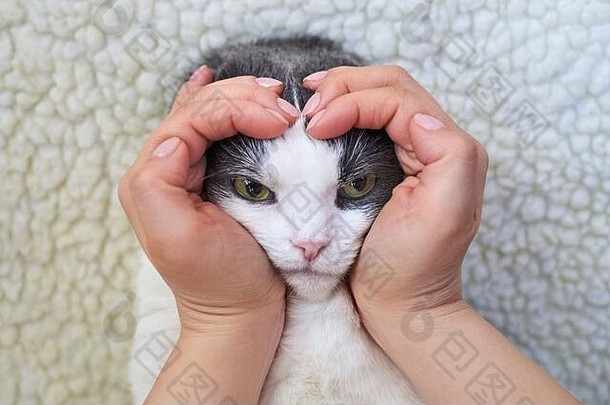 女人的手形状心老板持有可爱的垂耳的猫光背景特写镜头主题友谊宠物