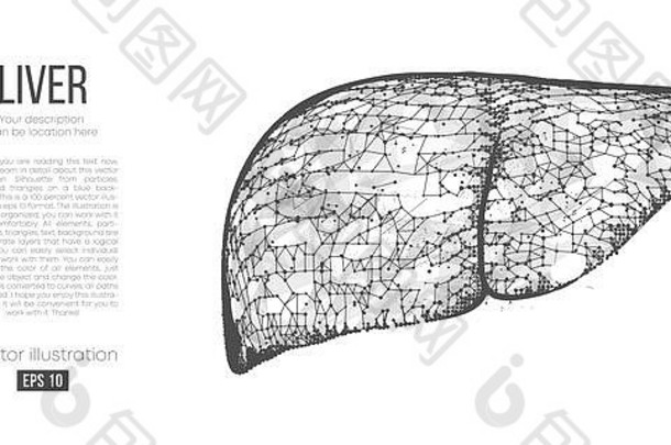 摘要轮廓多边形器官肝扫描研究诊断人类肝