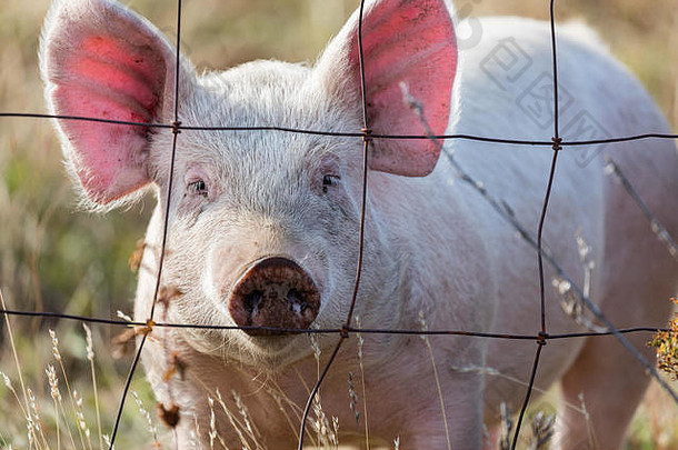 粉红色的猪线栅栏农场俄勒冈州美国