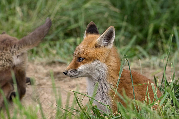 年轻的红色的狐狸那最大真正的狐狸食肉类