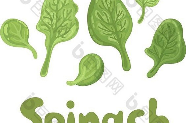 菠菜叶子可爱的颜色平图标农业<strong>美食</strong>烹饪概念群新鲜的飞行菠菜关闭维生素矿物质