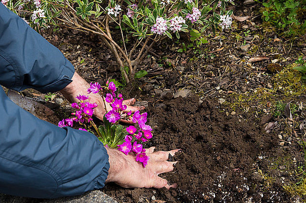 男人。紧致水准测量土壤开花刘易西亚种植花园