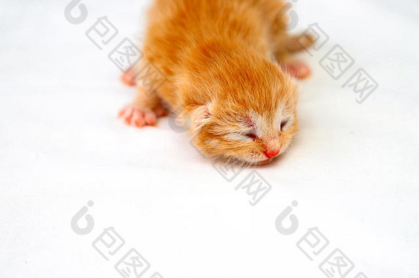 红色的头发的新生儿毛茸茸的小猫关闭眼睛谎言白色背景动物幼崽天出生迷人的美丽的毛茸茸的