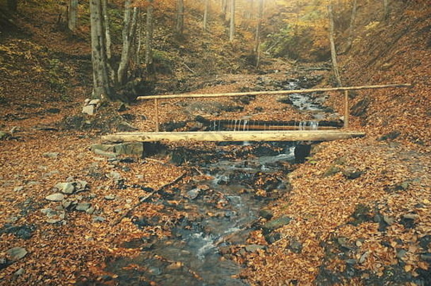 秋天木景观野生自然溪运动纯布鲁克水流金树叶地面概述色彩斑斓的叶公园风景木桥清洁生态概念