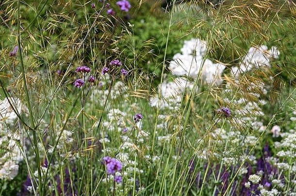 马鞭草属博纳里恩西斯大针gigantea紫色的白色种植计划草本边境