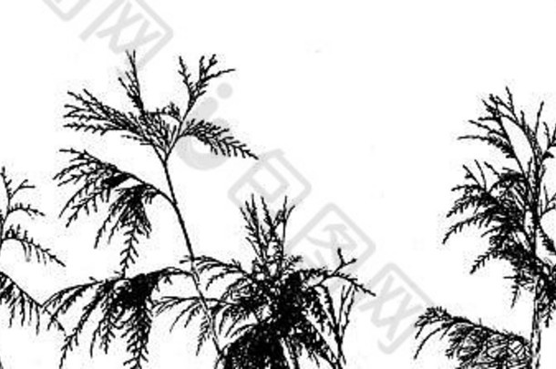 轮廓蕨类植物叶子黑色的交错分支机构孤立的白色背景