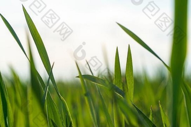 春天场年轻的绿色小麦天空