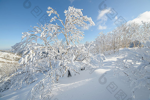 树雪冬天风景库页岛岛俄罗斯