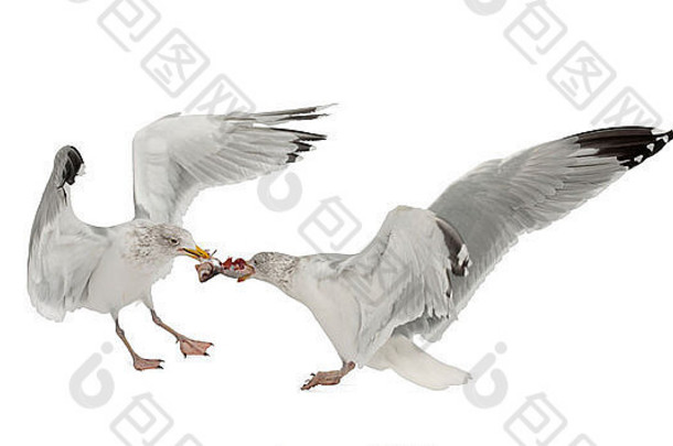 欧洲鲱鱼海鸥larus鸥年冬天羽毛战斗食物白色背景