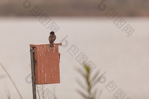 灰色树吞下鸟塔奇西内塔Bicolor坐在巢盒子三华金野生动物圣所南部加州