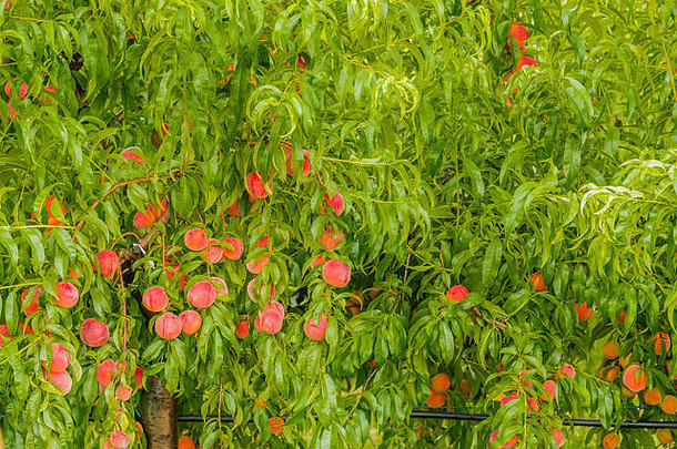 成熟的桃子树