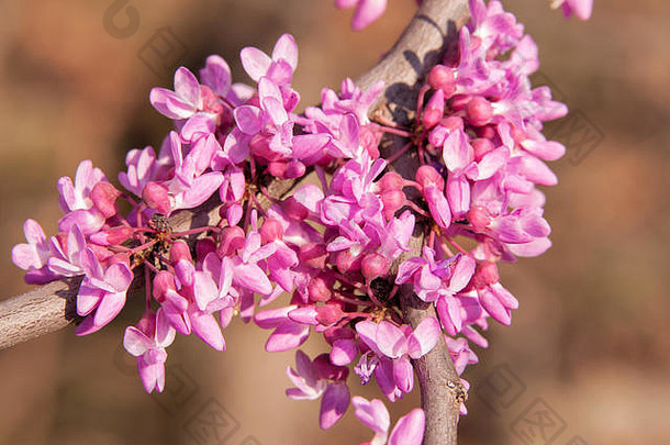 特写镜头粉红色的花集群东部紫荆属植物树完整的布鲁姆